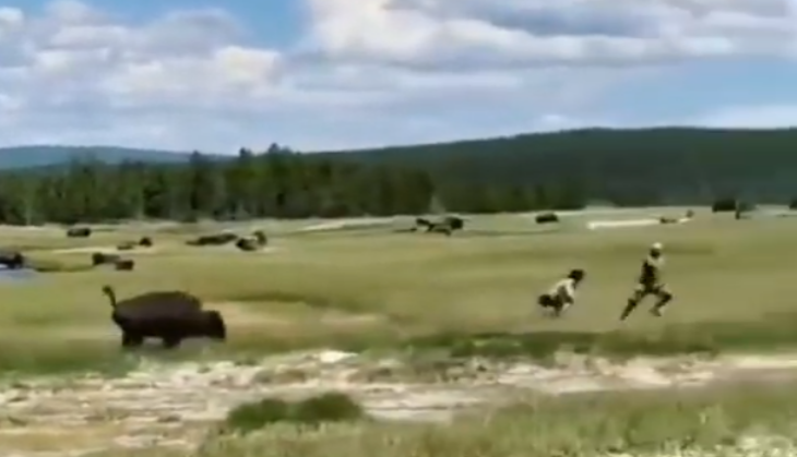 Buffalo attack