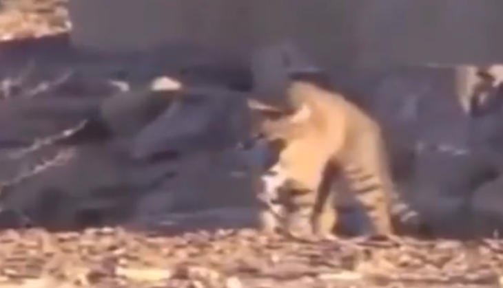 Cat hunts pigeon