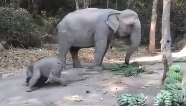 Baby Elephant