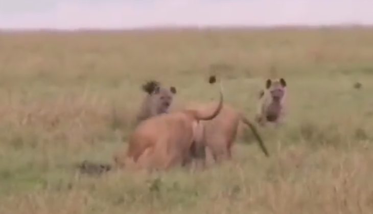 Hyena and Lion