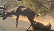 हिरण का शिकार करने की कोशिश कर रहे शेर ने पकड़ ली उसकी टांग, वीडियो में देखें आगे हुआ क्या