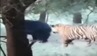 भालू का शिकार करने की कोशिश कर रहा था बाघ, वीडियो में देखें एक ही घुड़की में कैसे डरकर भागा शिकारी