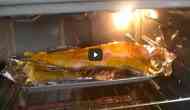 Dead filleted fish without a head jumping up and down inside oven; video will haunt you!