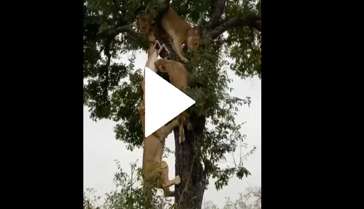 Scary! 6 lions fight for deer’s carcass; watch viral video