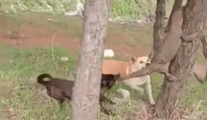 पेड़ पर चढ़ रही विशालकाय छिपकली पर कर दिया दो कुत्तों ने हमला, वीडियो में देखें देखें आगे का नजारा