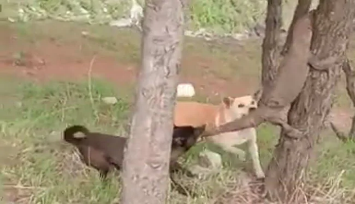 Monitor Lizard