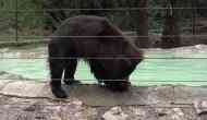 UP: Water coolers, sprinklers set up at Agra animal rescue facility to help bears tackle heat, humidity 
