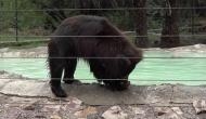 UP: Water coolers, sprinklers set up at Agra animal rescue facility to help bears tackle heat, humidity 