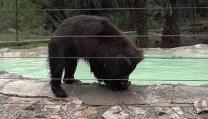 UP: Water coolers, sprinklers set up at Agra animal rescue facility to help bears tackle heat, humidity 