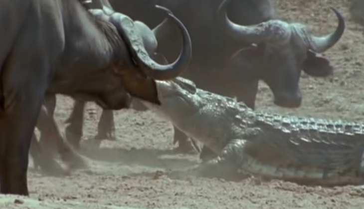 crocodile hunts buffalo