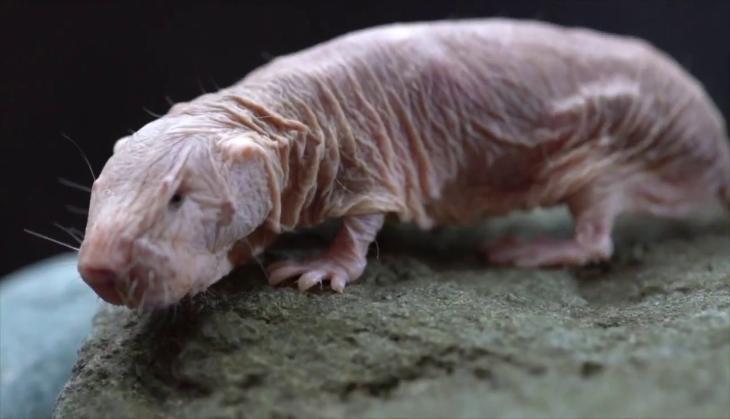 Naked Mode Rat