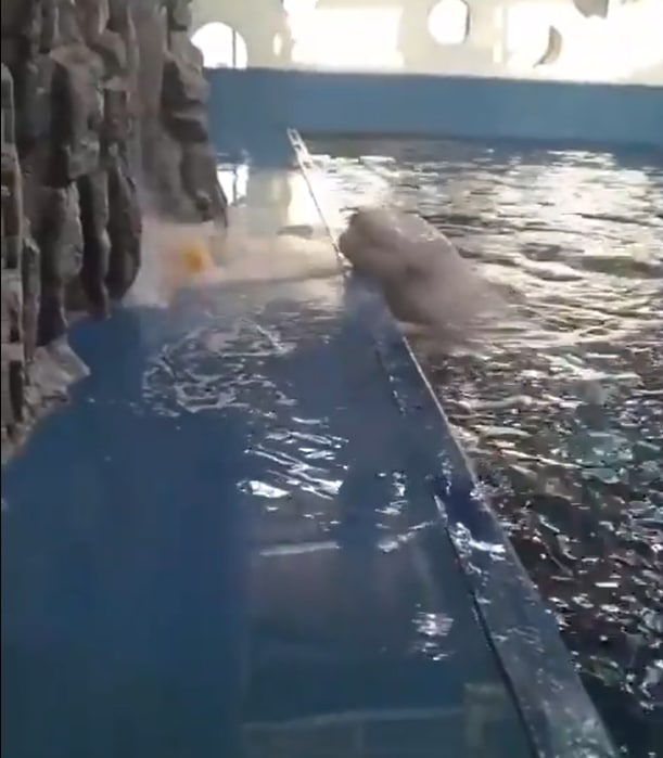 Cute Video: Super intelligent whale amazes all, nothing can stop from playing with the ball