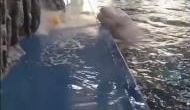 Cute Video: Super intelligent whale amazes all, nothing can stop from playing with the ball