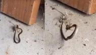 मकड़ी ने किया सांप का शिकार, वीडियो में देखें कैसे जाल में फंसाकर उतारा मौत के घाट