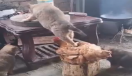 खाने की चोरी करना चाहती थी बिल्ली, वीडियो में देखें कैसे मदद करने पहुंच गया मुर्गा