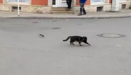 चूहे का शिकार करने की कोशिश कर रही थी बिल्ली, वीडियो में देखें शिकारी ने कैसे दी पटखनी