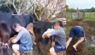 गाय का दूध निकालने के लिए इस शख्स ने बांध दिए पैर, वीडियो में देखें आगे हुआ क्या