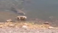 नदी किनारे घूम रहा था कुत्ता तभी कर दिया मगरमच्छ ने हमला, वीडियो में देखें आगे हुआ क्या