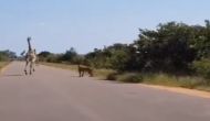 जिराफ का शिकार करने की कोशिश कर रहे थे शेर, वीडियो में देखें बहादुरी से कैसे ही जंगल के राजा को मात