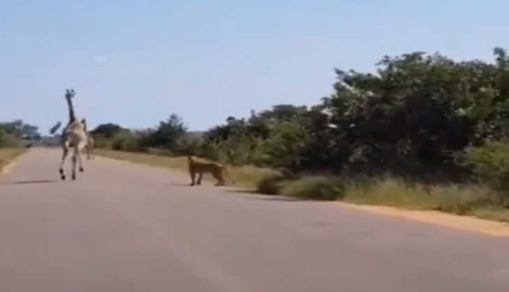 Giraffe and Lion