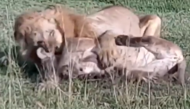 Lion attack