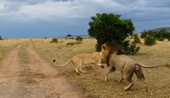 गहरी नींद में सो रही शेरनी को शेर ने कर दी जगाने की गलती, वीडियो में देखें फिर हुआ क्या