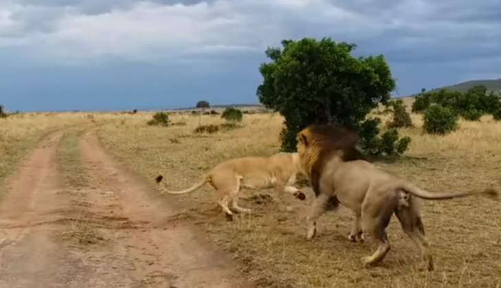 Lioness and lion