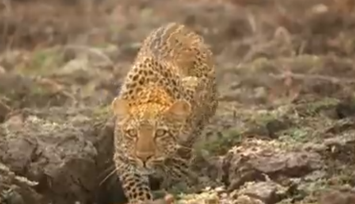 Leopard Ambushed And Attacked A Herd Of Baboons See In The Video What Happened Next Viral News News In Hindi त द आ न घ त लग कर ल ग र क झ ड पर क य हमल