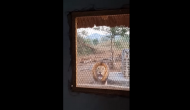 Horrifying! Man left shocked after seeing lion through kitchen window; video goes viral