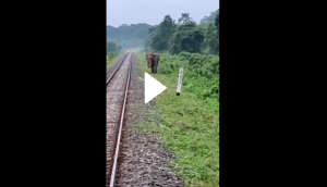 Scary! Elephant walks close to railway track; see what happens next