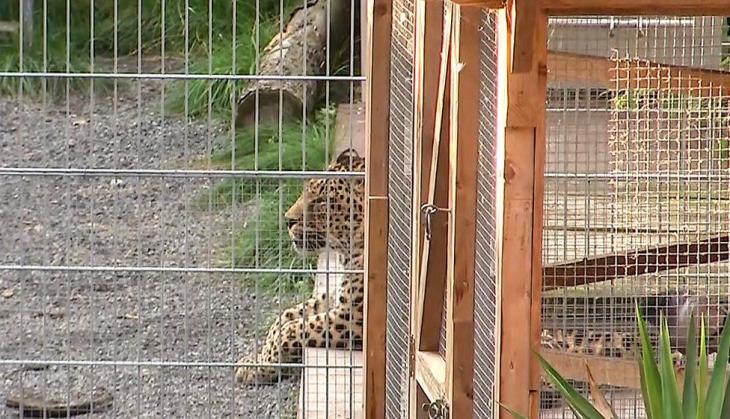 Photoshoot gone wrong, 36-year-old model seriously injured in leopard attack