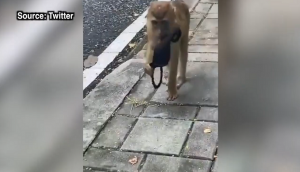Copycat! Monkey tries to wear mask like human; hilarious video goes viral