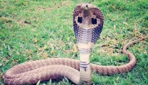 Police reconstruct Kerala woman's murder using real cobra, video goes viral