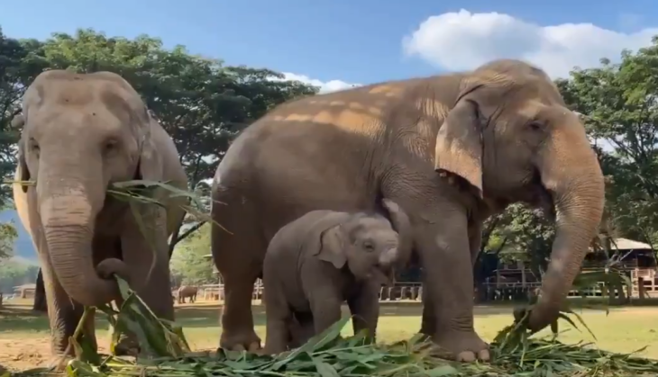 Baby Elephant
