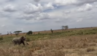हाथियों के झुंड़ पर हमला करना चाहता था शेर, वीडियो में देखें जब गजराज ने देखा तो हुआ क्या