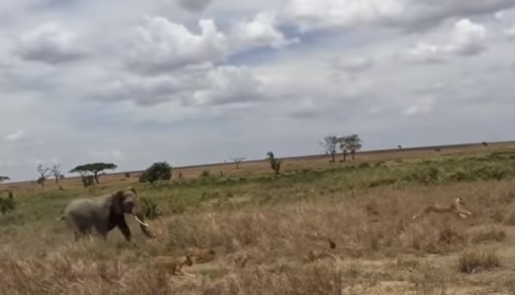 Elephant
