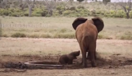 पानी से भरे गड्ढे में फंस गया हाथी का बच्चा, वीडियो में देखे कैसे किया गया हेलिकॉप्टर रेस्क्यू ऑपरेशन