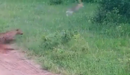 खरगोश का शिकार करने की कोशिश कर रहा था तेंदुआ, वीडियो में देखें शिकार ने कैसे दी मात