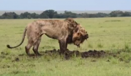 शिकार की तलाश में पागलों जैसी हरकत करने लगा शेर, वीडियो में देखें जब जमीन खोदी तो हुआ क्या