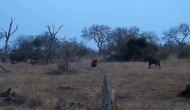 हाथी के बच्चे ने कर दी शेर पर हमला करने की गलती, वीडियो में देखें फिर जंगल के राजा ने किया क्या