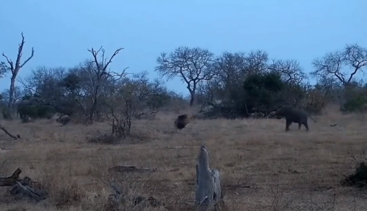 Lion and Baby Elephant