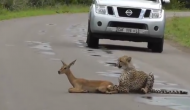 सड़क पर खड़े होकर मां का इंतजार कर रहा था हिरण का बच्चा तभी कर दिया चीता ने हमला और फिर...