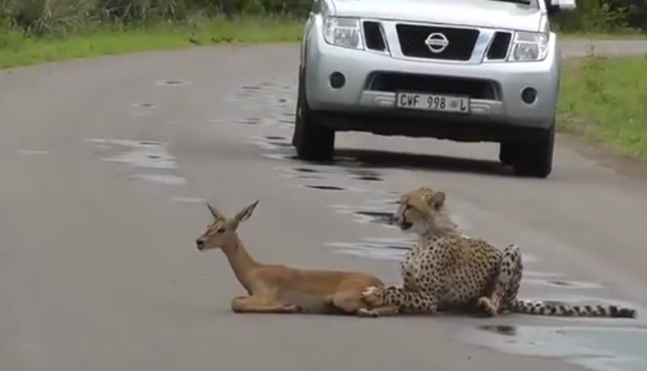 Cheetah killed fawn