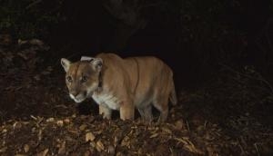 Daring mother punches a mountain lion several times for her son