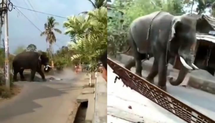 Angry Elephant