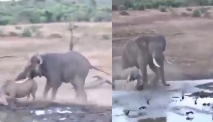 Elephant and hippo fight
