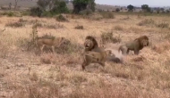 तेंदुआ का शिकार करने की कोशिश कर रहा था शेरों का झुंड, वीडियो में देखें जंगल के राजा से कैसे बचाई जान