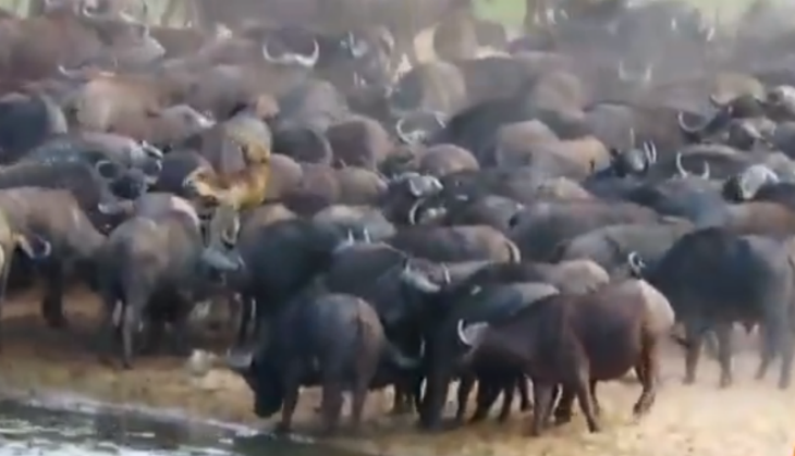 buffalo killed lion
