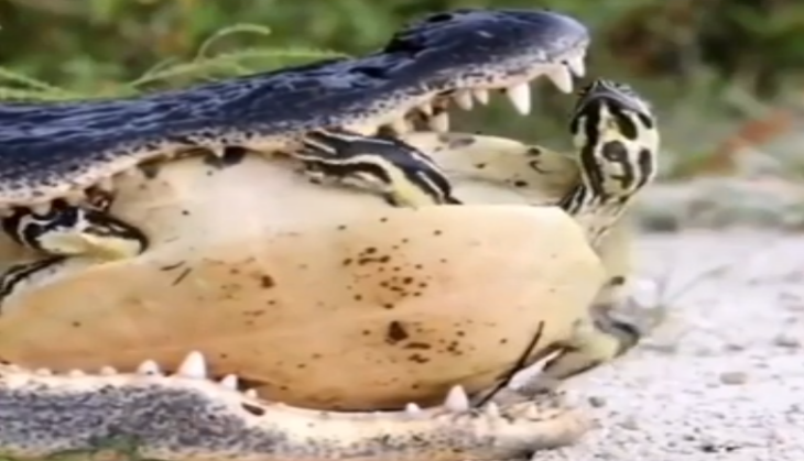 crocodile attack