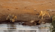 कीचड़ में फंसे गैंडे का शिकार करने की कोशिश कर रहे थे शेर, वीडियो में देखें आगे हुआ क्या